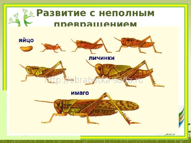Развитие с неполным превращением 