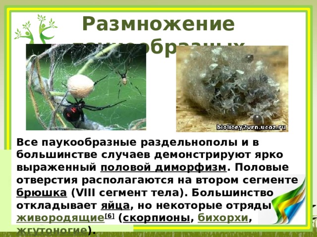 Размножение паукообразных Все паукообразные раздельнополы и в большинстве случаев демонстрируют ярко выраженный  половой диморфизм . Половые отверстия располагаются на втором сегменте  брюшка  (VIII сегмент тела). Большинство откладывает  яйца , но некоторые отряды  живородящие [6]  ( скорпионы ,  бихорхи ,  жгутоногие ). 
