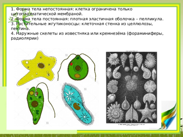 Отсутствовать организм. Непостоянная форма тела. Форма тела постоянная. Постоянная и непостоянная форма тела. Форма тела простейших.