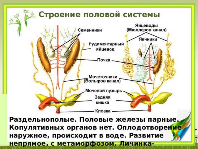 Строение половой системы земноводных Раздельнополые. Половые железы парные. Копулятивных органов нет. Оплодотворение наружное, происходит в воде. Развитие непрямое, с метаморфозом. Личинка- головастик. 