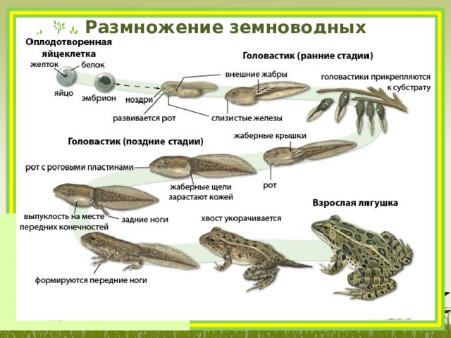Размножение земноводных 