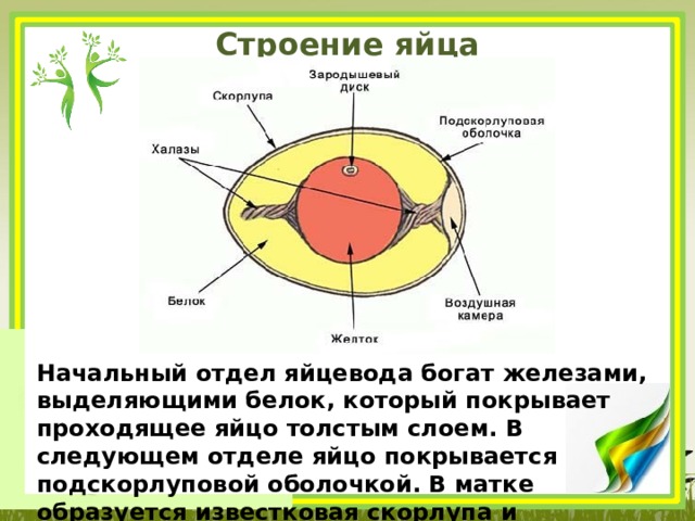 Строение яйца Начальный отдел яйцевода богат железами, выделяющими белок, который покрывает проходящее яйцо толстым слоем. В следующем отделе яйцо покрывается подскорлуповой оболочкой. В матке образуется известковая скорлупа и окрашивание надскорлуповой оболочки . 