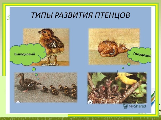 Размножение пресмыкающихся 