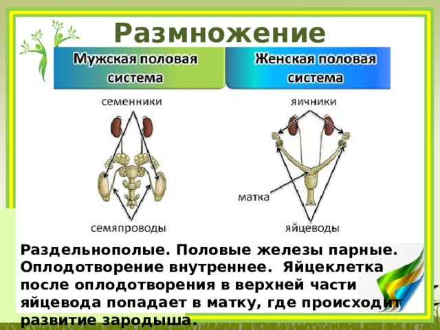 Размножение млекопитающих Раздельнополые. Половые железы парные. Оплодотворение внутреннее. Яйцеклетка после оплодотворения в верхней части яйцевода попадает в матку, где происходит развитие зародыша. 
