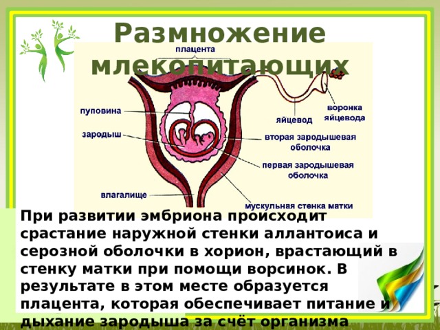 Каким номером на рисунке обозначена часть эмбриона млекопитающего которая участвует в газообмене