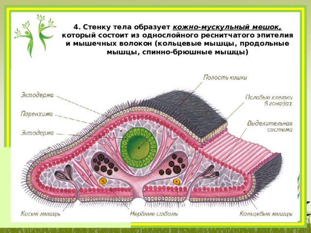 4. Стенку тела образует кожно-мускульный мешок, который состоит из однослойного реснитчатого эпителия и мышечных волокон (кольцевые мышцы, продольные мышцы, спинно-брюшные мышцы)   