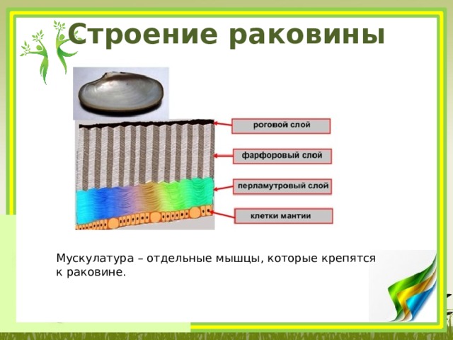 Строение раковины Мускулатура – отдельные мышцы, которые крепятся к раковине. 