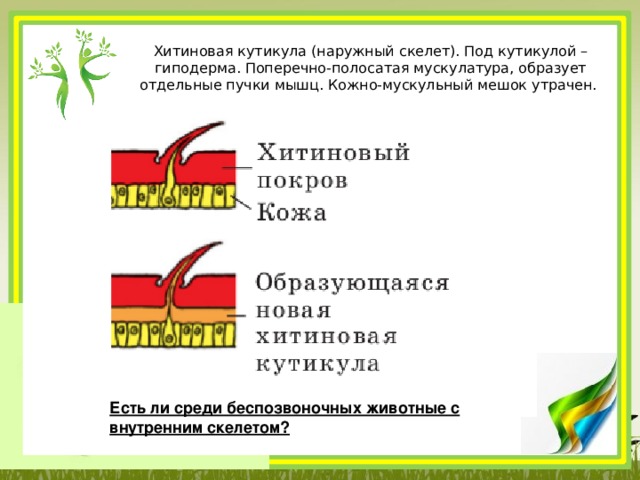 Хитиновая кутикула (наружный скелет). Под кутикулой – гиподерма. Поперечно-полосатая мускулатура, образует отдельные пучки мышц. Кожно-мускульный мешок утрачен. Есть ли среди беспозвоночных животные с внутренним скелетом?   