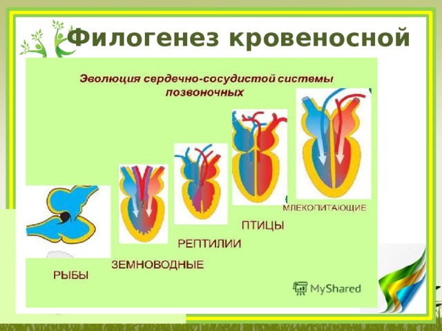 Филогенез кровеносной системы 