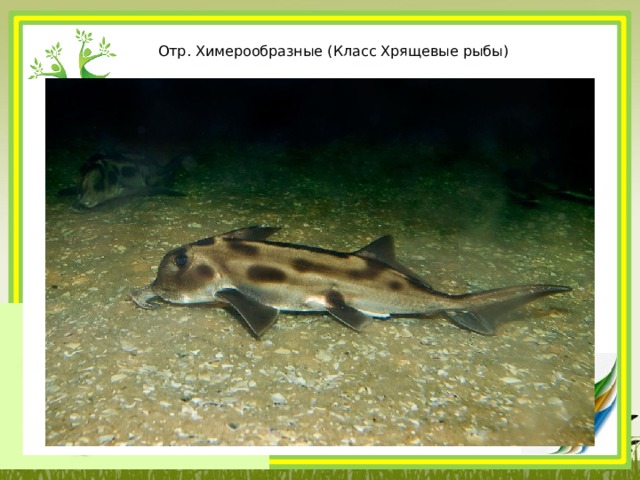 Отр. Химерообразные (Класс Хрящевые рыбы)      