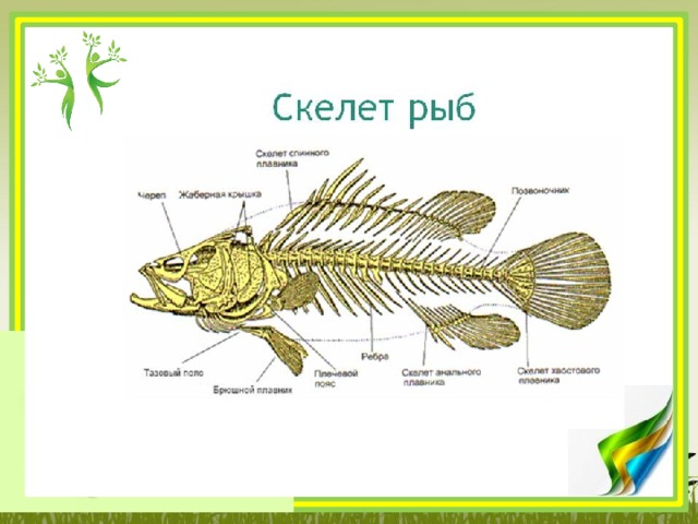 Скелет рыбы схема