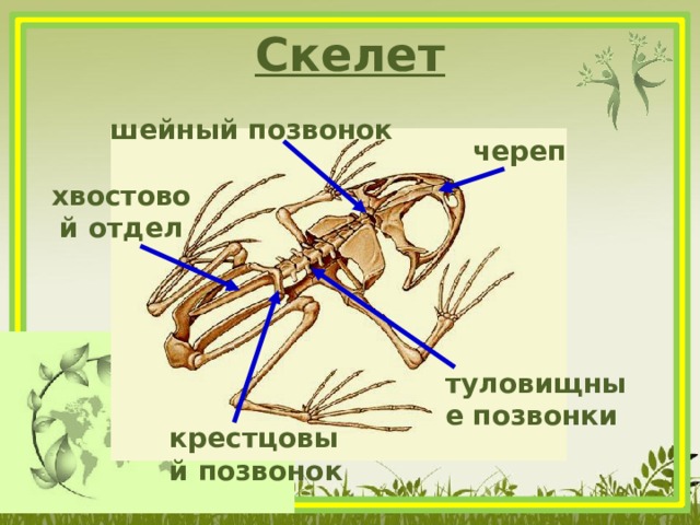 Скелет шейный позвонок череп хвостовой отдел туловищные позвонки крестцовый позвонок 