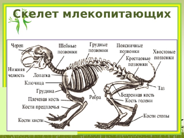 Запишите выводы особенностях скелета млекопитающих сделайте рисунки