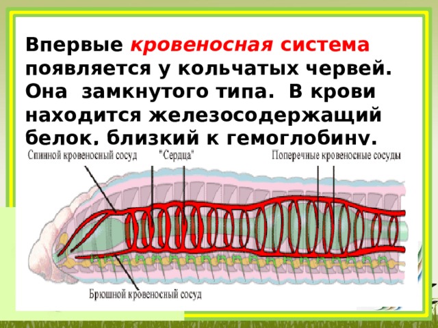 Кровеносная система замкнутая тип животных