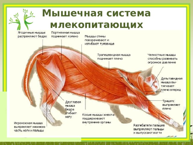 Мышечная система млекопитающих 