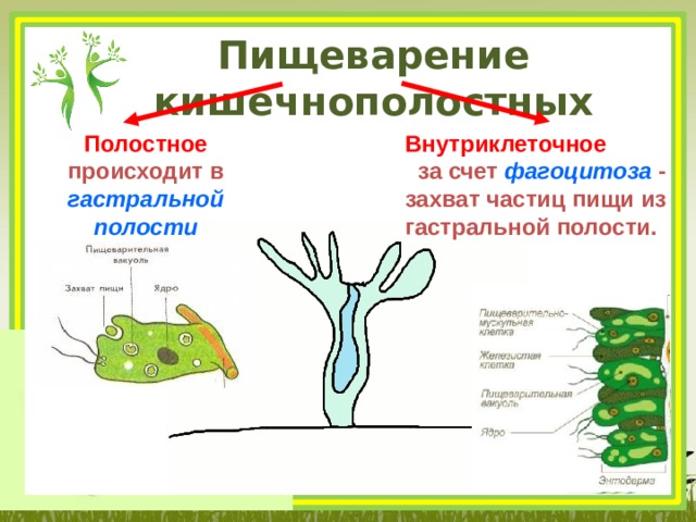 Пищеварение кишечнополостных  Внутриклеточное  за счет фагоцитоза - захват частиц пищи из гастральной полости.  Полостное происходит в гастральной полости 