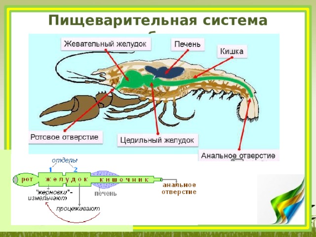 Пищеварительная система ракообразных. Пищеварительная система ракообразных схема. Особенности строения пищеварительной системы ракообразных. Членистоногие строение пищеварительной системы. Пищеварительная система ракообразных 7 класс биология.