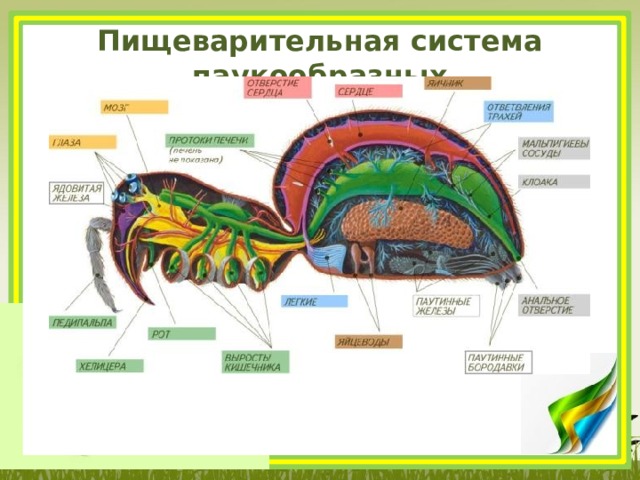 Органы зрения у паукообразных