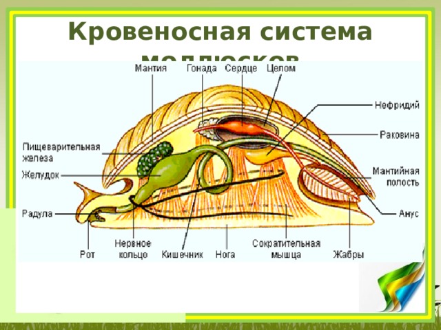 Система органов моллюсков. Мышечная система моллюсков таблица. The nervous System of Mollusca.