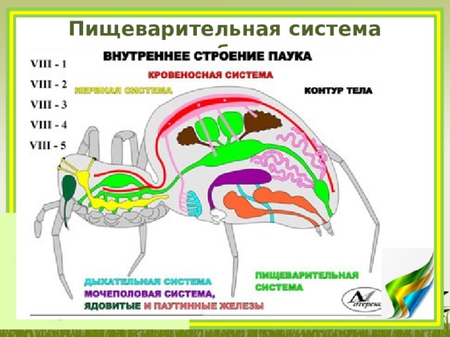 Пищеварительная система паукообразных. Внутреннее строение паука системы. Пищеварительная и выделительная система паукообразных. Пищеварительная система пищеварение паукообразных. Пищеварительная система паука 7 класс.