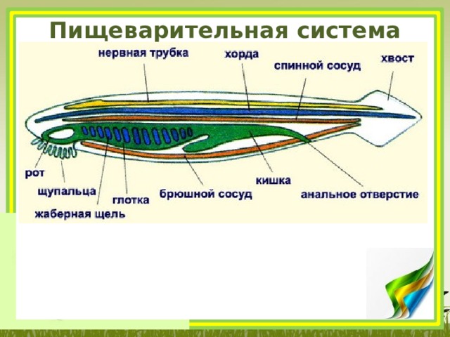 Пищеварительная система ланцетника 
