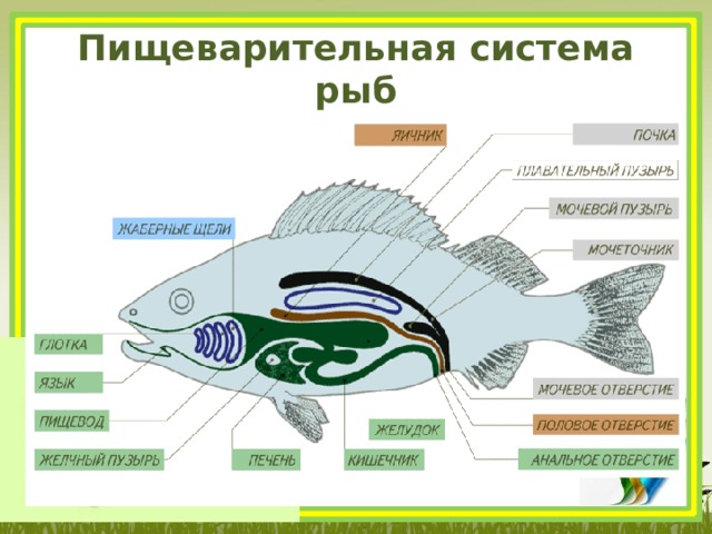 Пищеварительная система рыб схема