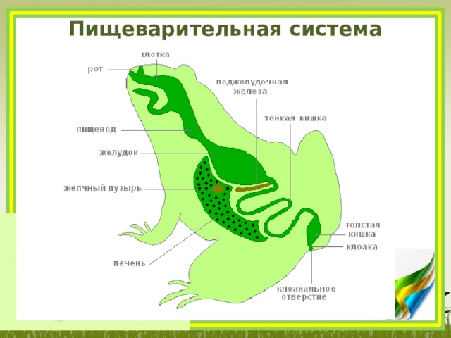 Схема пищеварительной системы лягушки