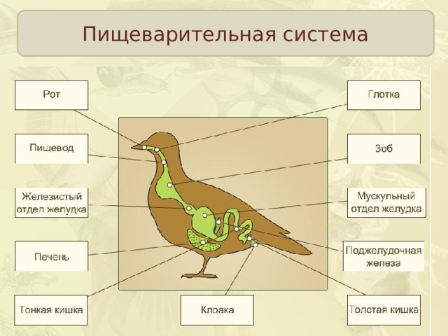 Пищеварительная система  