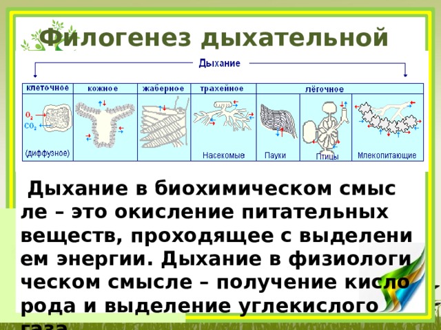 Филогенез дыхательной системы   Ды­ха­ние в био­хи­ми­че­ском смыс­ле – это окис­ле­ние пи­та­тель­ных ве­ществ, про­хо­дя­щее с вы­де­ле­ни­ем энер­гии. Ды­ха­ние в фи­зио­ло­ги­че­ском смыс­ле – по­лу­че­ние кис­ло­ро­да и вы­де­ле­ние уг­ле­кис­ло­го газа. 