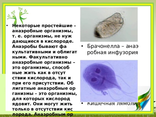 Организм способный жить при отсутствии кислорода. Дафния отряд. Зоопланктон дафния. Тип Членистоногие дафния. Отряды ракообразных дафния.