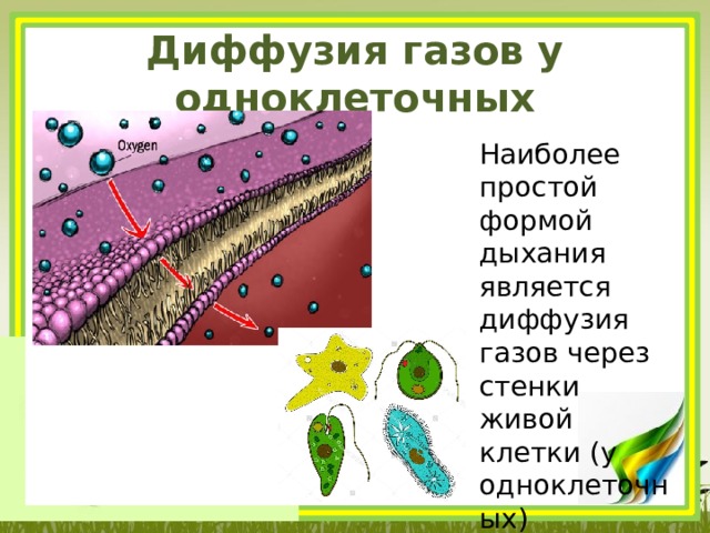 Диффузия газов у одноклеточных Наиболее простой формой дыхания явля­ется  диффузия газов через стенки живой клетки (у одноклеточных)   