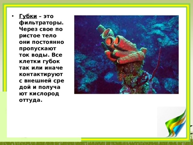 Губки  – это филь­тра­то­ры. Через свое по­ри­стое тело они по­сто­ян­но про­пус­ка­ют ток воды. Все клет­ки губок так или иначе кон­так­ти­ру­ют с внеш­ней сре­дой и по­лу­ча­ют кис­ло­род от­ту­да. 