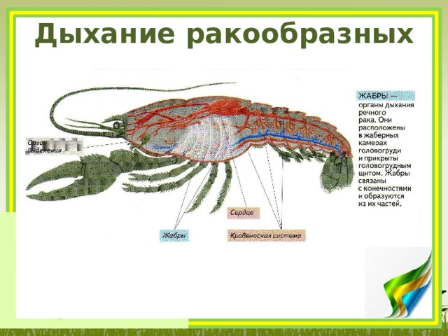 Дыхание ракообразных 
