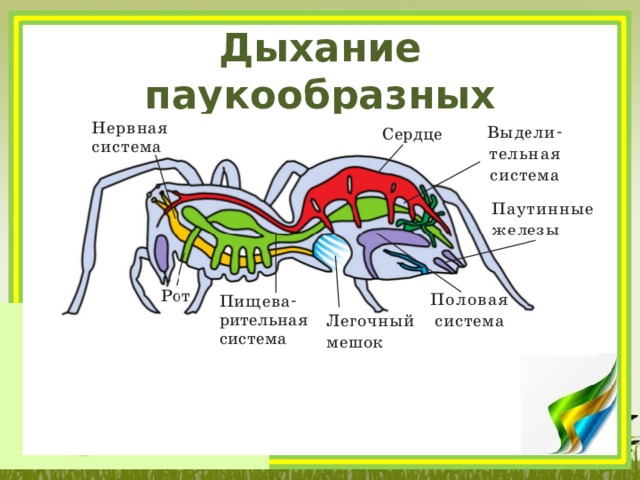 Дыхание паукообразных 