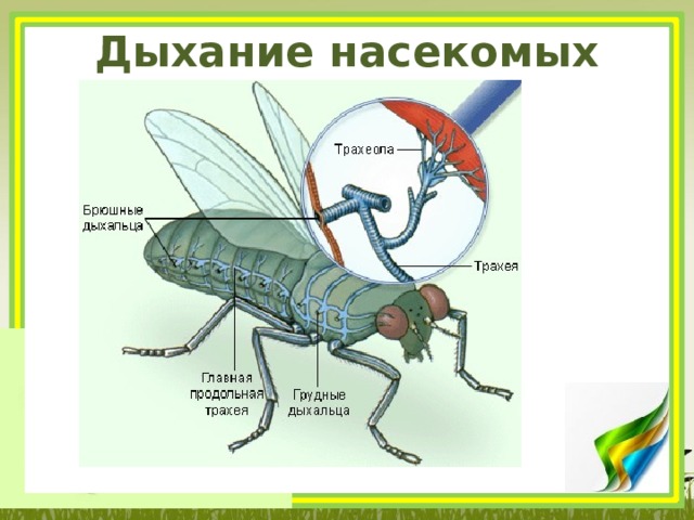 Дыхание насекомых 