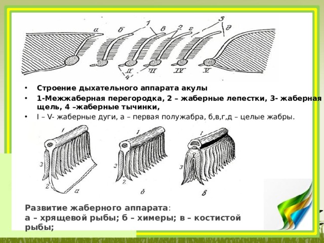 Трубчатые жабры