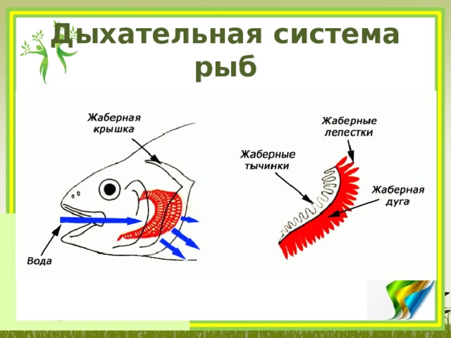 Органы дыхания рыбы представлены. Органы дыхания рыб. Дыхательная система рыб 7 класс биология.