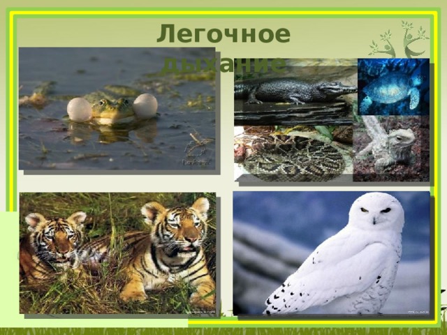 Легочное дыхание 