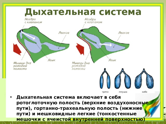 Дыхательная система земноводных Дыхательная система включает в себя ротоглоточную полость (верхние воздухоносные пути), гортанно-трахеальную полость (нижние пути) и мешковидные легкие (тонкостенные мешочки с ячеистой внутренней поверхностью) 