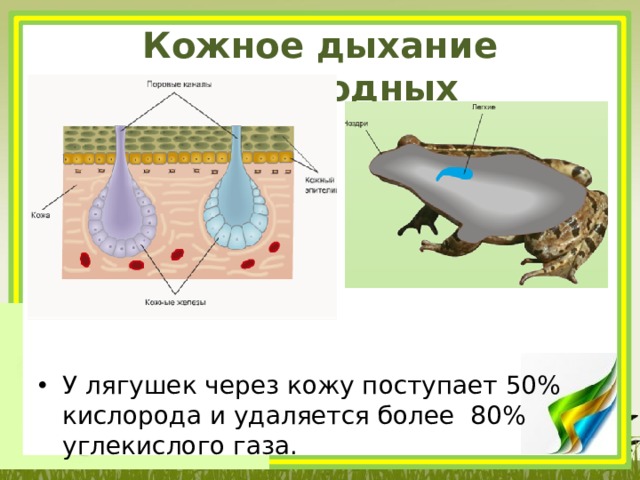 Кожное дыхание земноводных У лягушек через кожу поступает 50% кислорода и удаляется более 80% углекислого газа. 