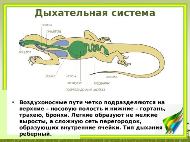 Дыхательная система пресмыкающихся схема. Эволюция дыхательной системы у рептилий. Система дыхания пресмыкающихся. Дыхательная и пищеварительная система пресмыкающихся.