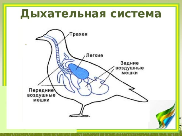 Дыхательная система птиц 