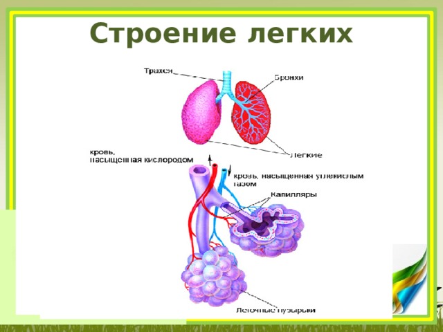 Строение легких 