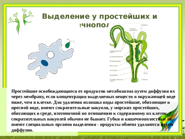 Выделение у простейших и кишечнополостных Простейшие освобождающиеся от продуктов метаболизма путем диффузии их через мембрану, если концентрация выделяемых веществ в окружающей воде ниже, чем в клетке. Для удаления излишка воды простейшие, обитающие в пресной воде, имеют сократительные вакуоли, у морских простейших, обитающих в среде, изотоничной по отношению к содержимому их клеток, сократительных вакуолей обычно не бывает. Губки и кишечнополостные не имеют специальных органов выделения - продукты обмена удаляются путем диффузии. 