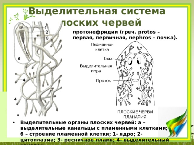 Выделительная система плоских червей протонефридии (греч. protos – первая, первичная, nephros – почка).  Выделительные органы плоских червей: а – выделительные канальцы с пламенными клетками; 6 – строение пламенной клетки; 1- ядро; 2- цитоплазма; 3- ресничное пламя; 4- выделительный каналец. 