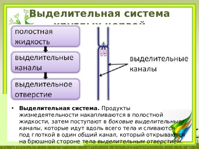 Выделительная система круглых червей Выделительная система.  Продукты жизнедеятельности накапливаются в полостной жидкости, затем поступают в  боковые выделительные каналы , которые идут вдоль всего тела и сливаются под глоткой в один  общий канал , который открываются на брюшной стороне тела  выделительным отверстием . 