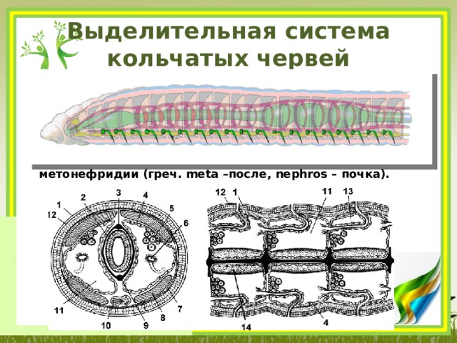 Выделение кольчатых червей