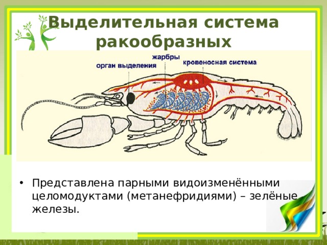 Органы выделения ракообразных