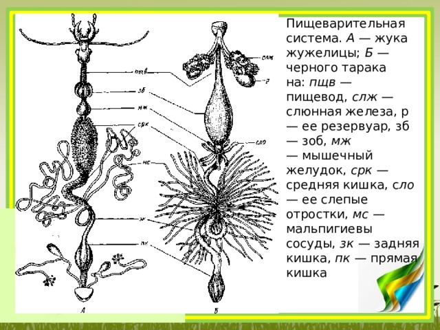 Пищеварительная система.  А  — жука жужелицы;  Б  — черного тарака­на:  пщв  — пищевод,  слж  — слюнная железа, р — ее резервуар, зб — зоб,  мж —  мышечный желудок,  срк  — средняя кишка, с ло — ее слепые отростки,  мс  — мальпигиевы сосуды,  зк  — задняя кишка,  пк  — прямая кишка 