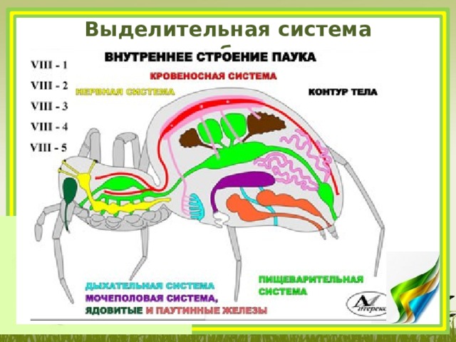 Выделительная система насекомых и паукообразных. Выделительная система паукообразных. Выделительная система паукообразных 7 класс. Выделительная система паукообразных 7 класс биология. Пищеварительная система паукообразных.